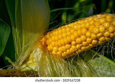 Selective focus. Closeup corn on the stalk in the corn field. Fresh corn on cobs. Soft focus background