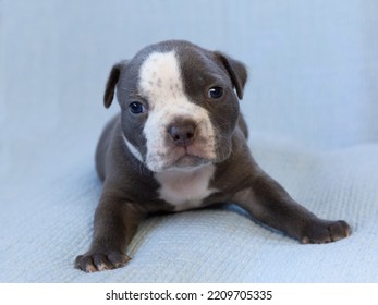 Selective focus closeup of dark grey American Bully three-week old puppy on a couch with pale blue background