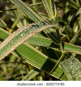 selective focus close-up of dew drops on the grass leaf