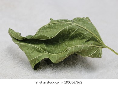 A selective focus closeup of a dry leaf on a white cloth