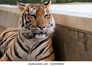 Selective focus and close-up front view of a large orange-black striped adult tiger is resting laying on the ground near the pool, while looking forward with a sleepy face in Tiger kingdom at Phuket.