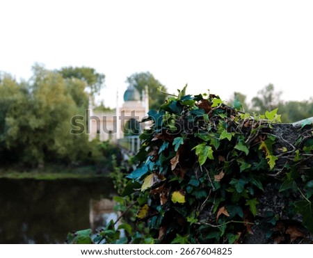 a selective focus closeup of an Ivy Wall near Dromana Gate Waterford, Ireland