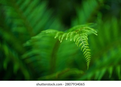 Selective focus close-up macro of a vibrant green fern leaf frond against a soft blurry bokeh background