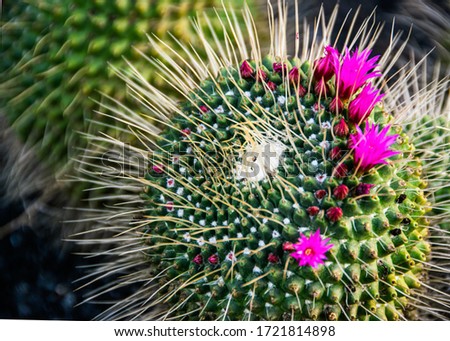 Selective focus close-up on a flowering mammillaria melanocentra cacatus with beautiful magenta flowers.
