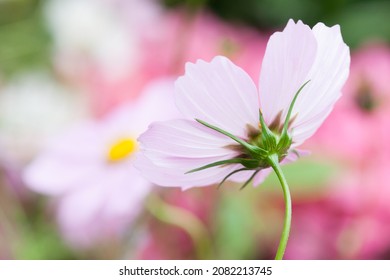 Selective focus close-up photography Cosmos blur background