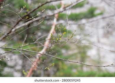 A selective focus, close-up shot capturing slender bare tree branches with fresh, tiny green leaf buds sprouting during spring, set against a softly blurred natural background of foliage and rock.