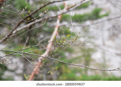 A selective focus, close-up shot capturing slender bare tree branches with fresh, tiny green leaf buds sprouting during spring, set against a softly blurred natural background of foliage and rock.
