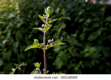 A selective focus closeup shot of small purple flowers blooming on a plant