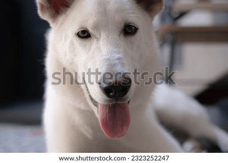 Selective focus and close-up shot of a White Shepherd or Canaan or Mixed Siberian Husky Dog is looking at the camera while sticking the tongue out with blurred foreground and background