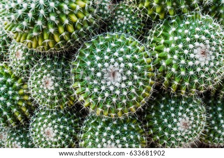 Selective focus close-up top-view shot on Golden barrel cactus (Echinocactus grusonii) cluster. well known species of cactus, endemic to east-central Mexico widely cultivated as an ornamental plant.