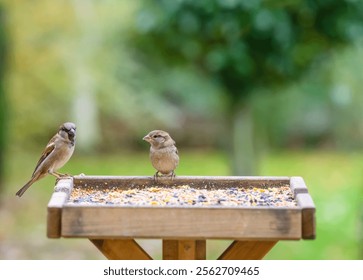 A selective focus closeup of two sparrows perched on a birdfeeder filled with seeds