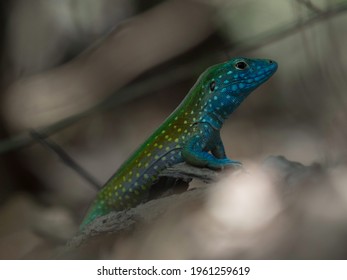 Selective focus closeup view of bright blue turquoise Rainbow Whiptail Cnemidophorus lemniscatus lizard reptile wildlife animal in Tayrona National Park Colombia South America