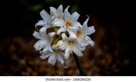 Selective focus and close-up view of Oriental Lily bulbs, Casablanca in nature, centered, with copy space, the background is brown, side top view