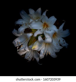 Selective focus and close-up view of Oriental Lily bulbs, Casablanca in nature, centered, with copy space, the background is black, side top view