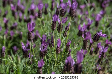 Selective focus closeup view of vibrant purple lavender flowers with green foliage in bloom growing upwards on a sunny day in late spring