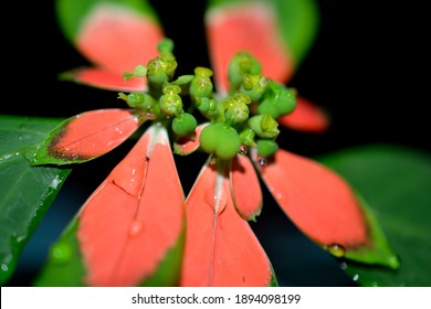 A Selective Focus Closeup Of Wild Poinsettia Flowering Plants