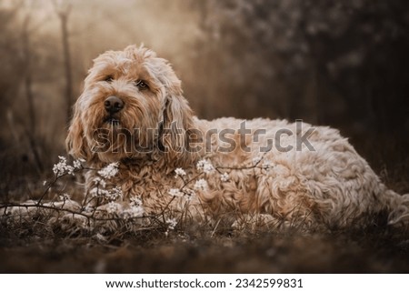 A selective focus of a Cockapoo dog