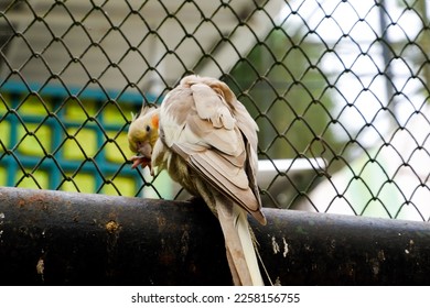 Selective focus of cockatiel birds that are cleaning their feathers. - Shutterstock ID 2258156755