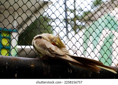 Selective focus of cockatiel birds that are cleaning their feathers. - Shutterstock ID 2258156757