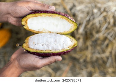 selective focus cocoa fruit pulp white large seed Sliced ​​

purple cocoa, the flesh is seen in pulp on straw background in Thai agricultural fields.