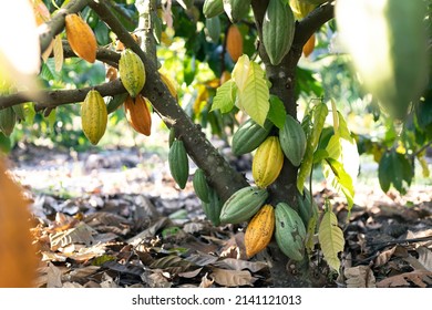 Selective Focus The Cocoa Fruit Is Starting To Change Its Beautiful Color. In Agricultural Fields In Thailand