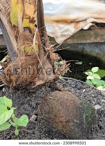 selective focus of coconut tree bonsai plants planted in pots