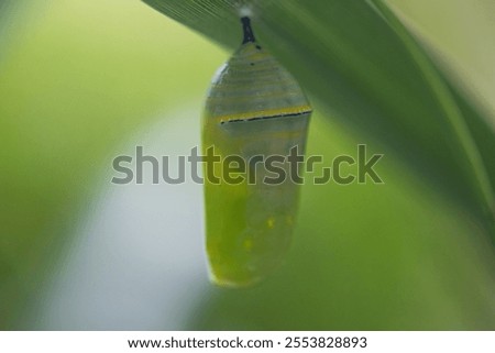 A selective focus of a cocoon hanging on a green leaf on a blurry background