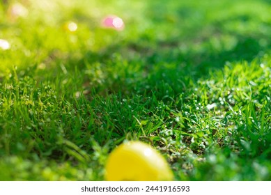 Selective focus colorful Easter eggs on green grass field with early morning backlit light, Easter eggs hunting tradition at local Church backyard in Dallas, Texas, Christian holiday celebration. USA