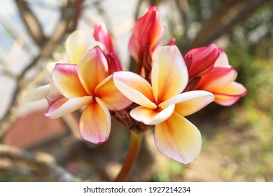 ハワイ 花 ケニケニ Stock Photos Images Photography Shutterstock