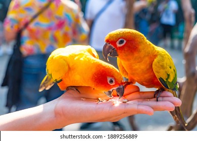 Selective Focus Of Colorful Sun Parakeet Or Sun Conure Parrots On Hand. People Hand Feed Sunflower Seed To The Bird. The Bird Bends Down To Eat. Pet And Outdoor Activities Concept.