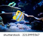 selective focus of copperband butterflyfish (Chelmon rostratus) isolated on a reef tank with blurred background