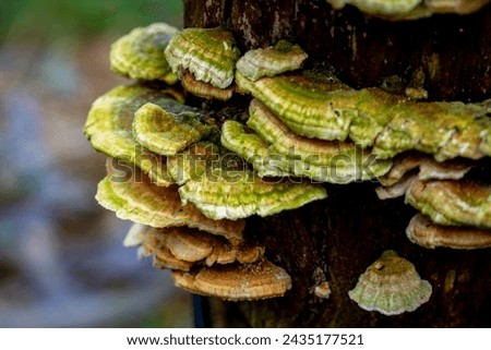 selective focus of a Coriolus versicolor or Polyporus versicolor (Trametes versicolor) on a trunk in the woods with blurred background