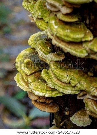 selective focus of a Coriolus versicolor or Polyporus versicolor (Trametes versicolor) on a trunk in the woods with blurred background