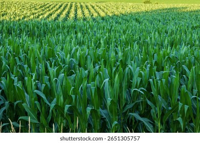 Selective focus of cornfield close up with rows of corn in the background during summer