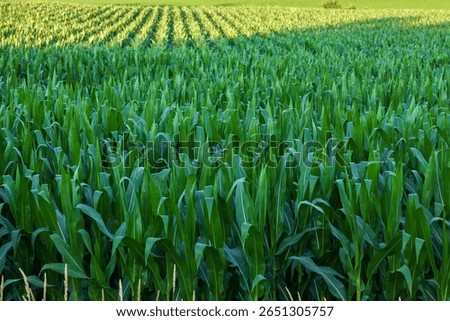Selective focus of cornfield close up with rows of corn in the background during summer