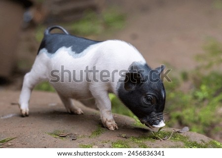 Junges Minischwein springt lebenslustig in der Natur. Lustiges, süßes, witziges, goldigen Baby Schwein springt zum Neujahr, Silvester, Jahresbeginn, Jahresende, Jahreswechsel. Silvester, Neujahr, Jahreswechsel. Glückwunsch, Freude, Glück, Wünsche, Jubiläum