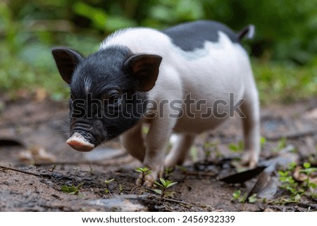 Similar – Junges Minischwein springt lebenslustig in der Natur. Lustiges, süßes, witziges, goldigen Baby Schwein springt zum Neujahr, Silvester, Jahresbeginn, Jahresende, Jahreswechsel. Silvester, Neujahr, Jahreswechsel. Glückwunsch, Freude, Glück, Wünsche, Jubiläum