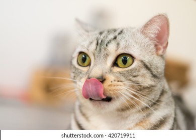 Selective focus of cute cat licking lips - Powered by Shutterstock