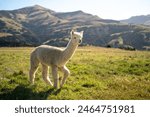 Selective focus of a cute curly white alpaca walking alone under the soft sunlight that shines down, and its shadow appeared on the grass, on a wide farm with blurred green mountains in the background