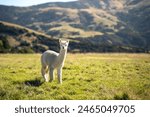 Selective focus of a cute curly white alpaca standing looking at camera, under the soft sunlight beside its shadow on the grass, at a wide farm with blurred beautiful green mountains in the background