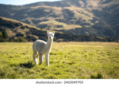 Selective focus of a cute curly white alpaca standing looking at camera, under the soft sunlight beside its shadow on the grass, at a wide farm with blurred beautiful green mountains in the background - Powered by Shutterstock