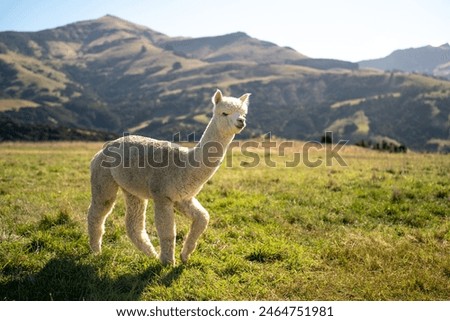 Selective focus of a cute curly white alpaca walking alone under the soft sunlight that shines down, and its shadow appeared on the grass, on a wide farm with blurred green mountains in the background