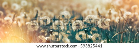 Similar – Image, Stock Photo A meadow with dandelions and dandelions in the morning dew.