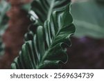 Selective focus of dark green leaves, Crushed curly leaves giving the appearance of cobra hood so they are called cobra ferns or scientifically called the Habrotonon, Natural greenery background.