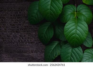 Selective focus of dark green leaves of Combretum indicum on black sun shade net, The Rangoon or Burma creeper is a vine with red flower clusters which is native to tropical Asia, Natural background. - Powered by Shutterstock