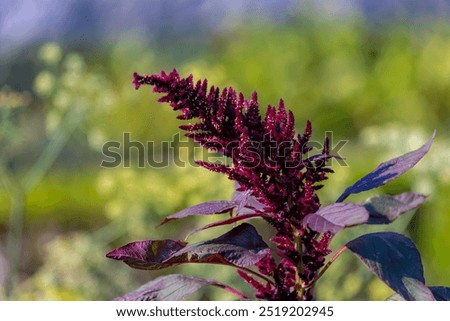 Selective focus of dark red amaranth flower and purple leaves, Amaranthus cruentus is a flowering plant species that is native from Central Mexico to Nicaragua, Amaranthaceae, Nature floral background