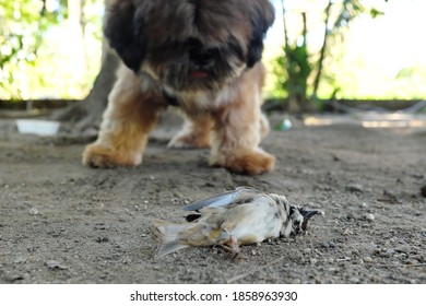 Selective Focus Of A Dead Bird And A Pet Dog. Dog Kill Birds.