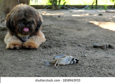 Selective Focus Of A Dead Bird And A Pet Dog. Dog Kill Birds.