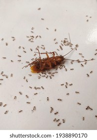 Selective focus of a dead cockroaches being dragged by a colony of ants. 