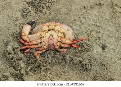 Selective Focus, Dead Crabs Hit The Sand Causing Them To Lose Focus.